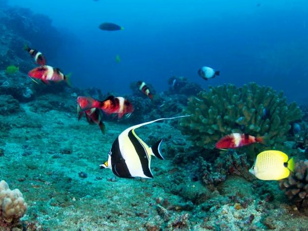 Seasport Divers Kauai Two-Tank Morning Dive rn