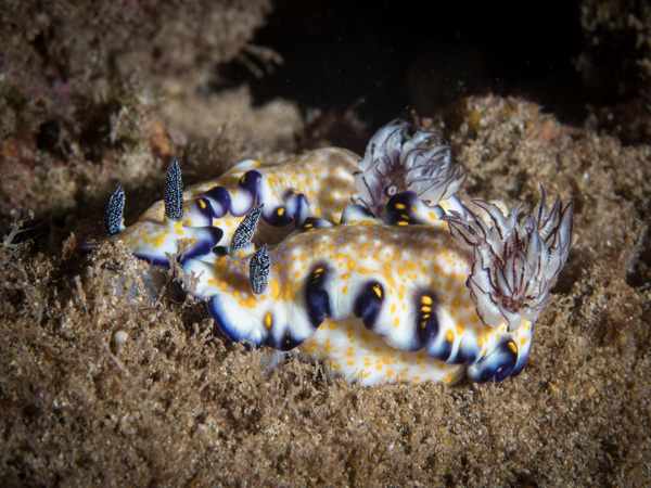 Nudibranch