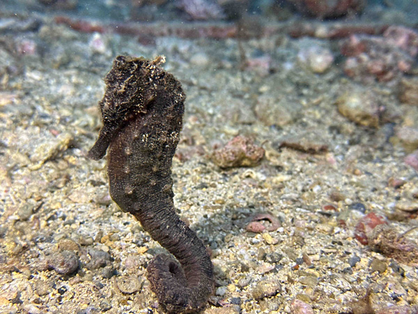 Sea Horse