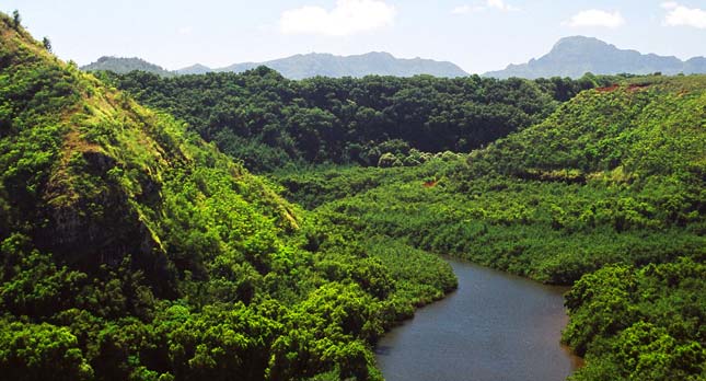 Lush tropical scenery along the Wailua River