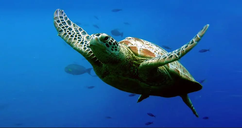 Green Sea Turtle