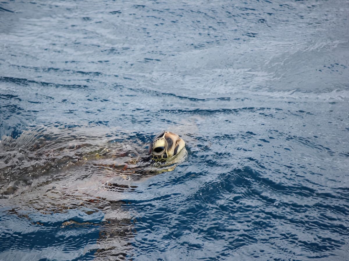 Green Sea Turtle