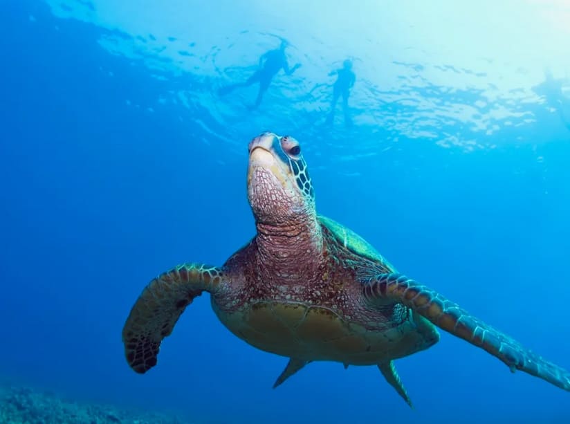 Green Sea Turtle