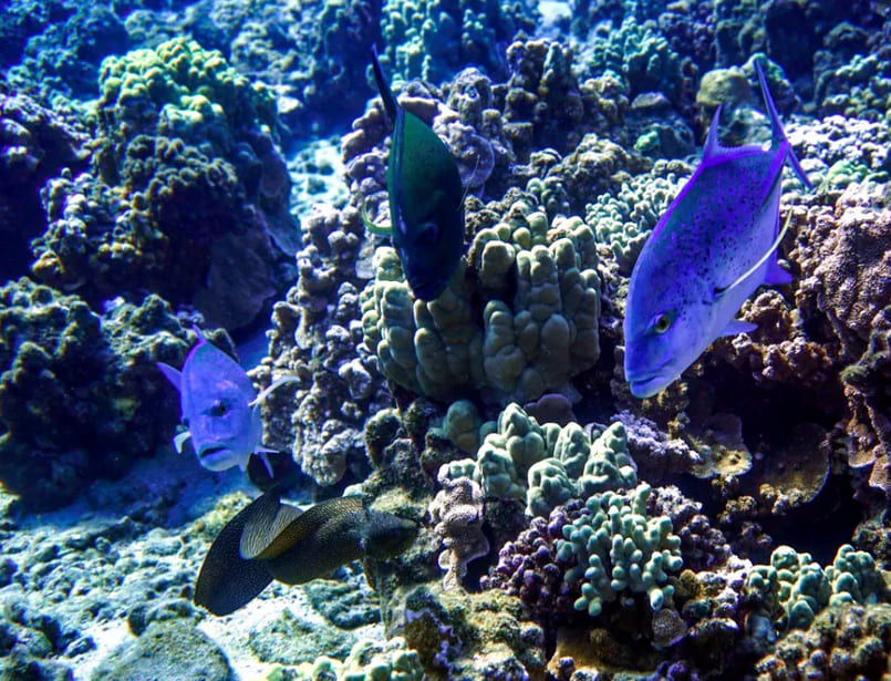 Maui Underwater World