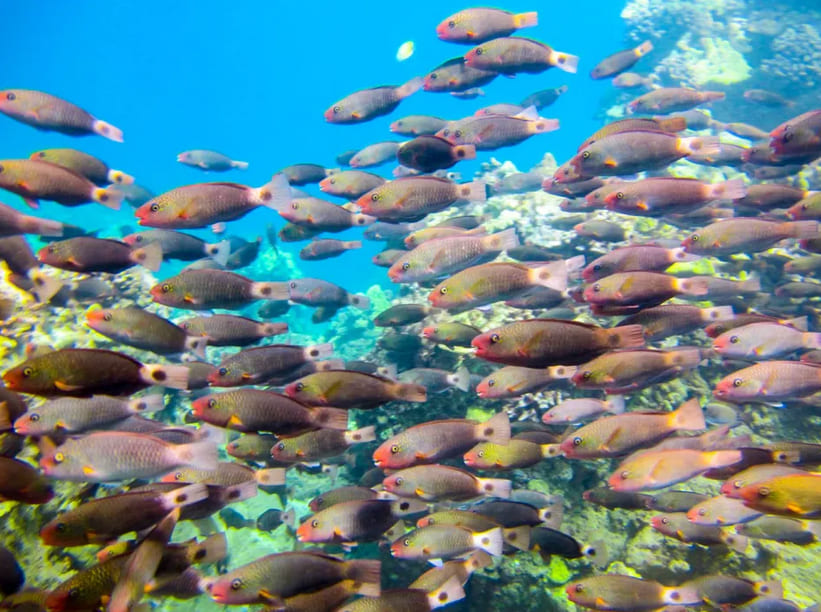 Maui Underwater World