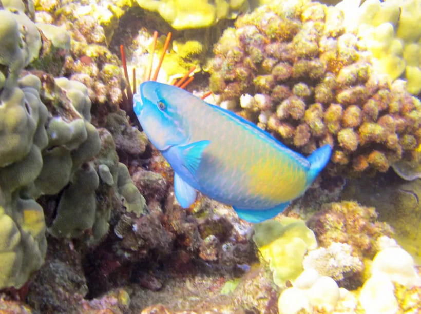 Tropical Fish