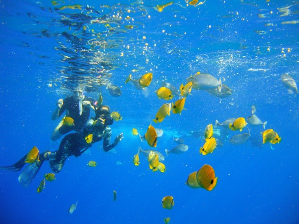 Tropical Fish