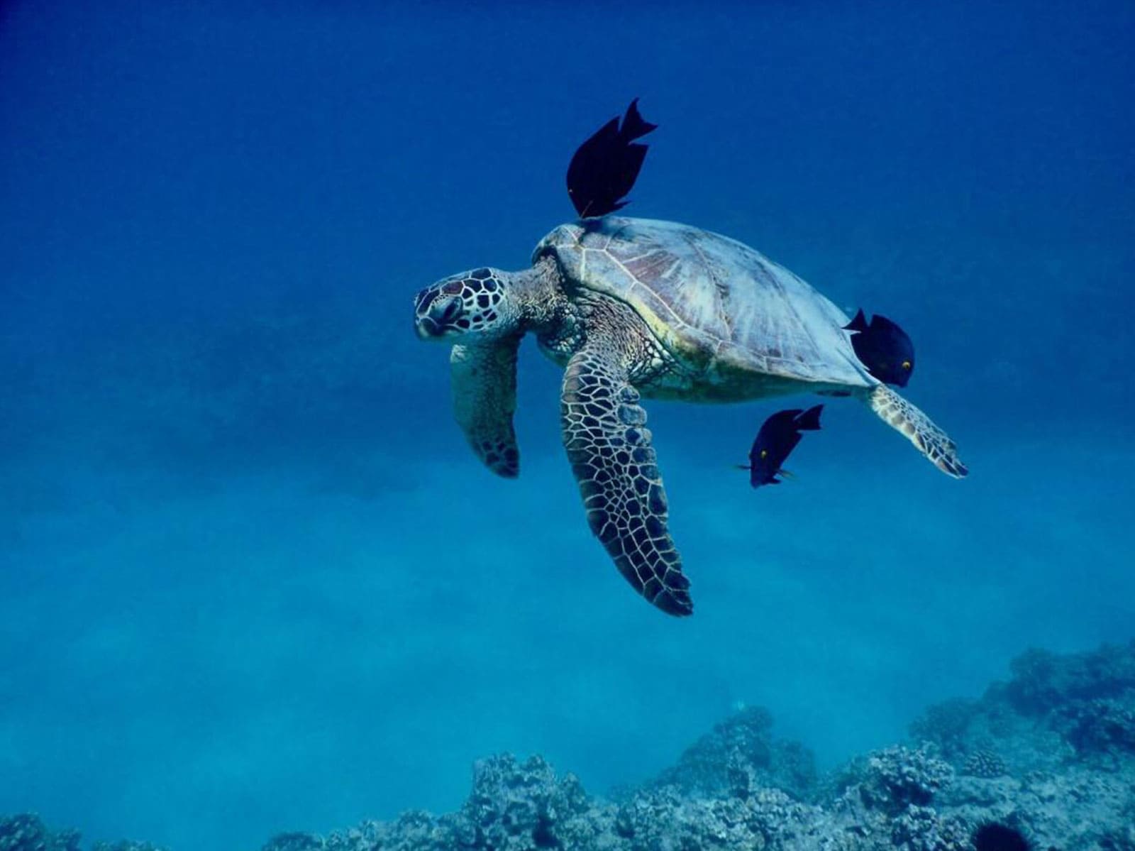 Green Sea Turtle
