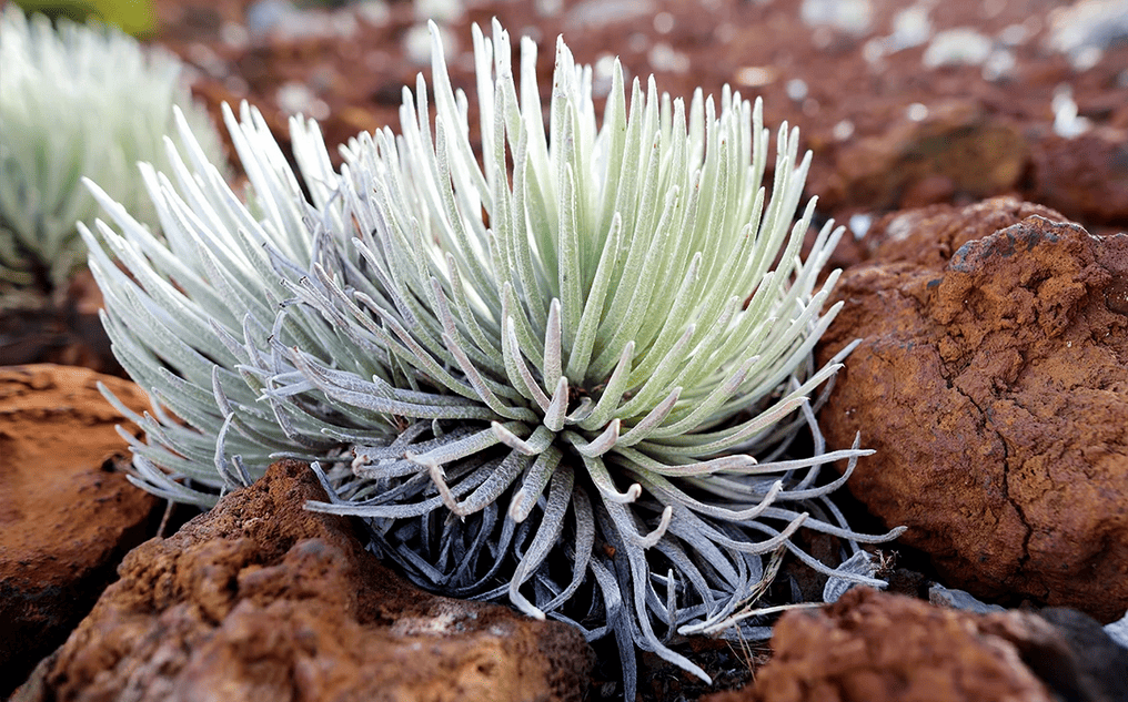 Haleakala Silversword Plant