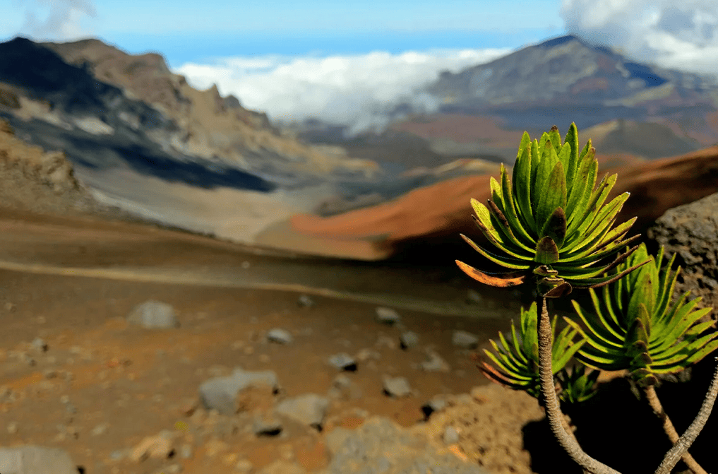 Volcanic Flora