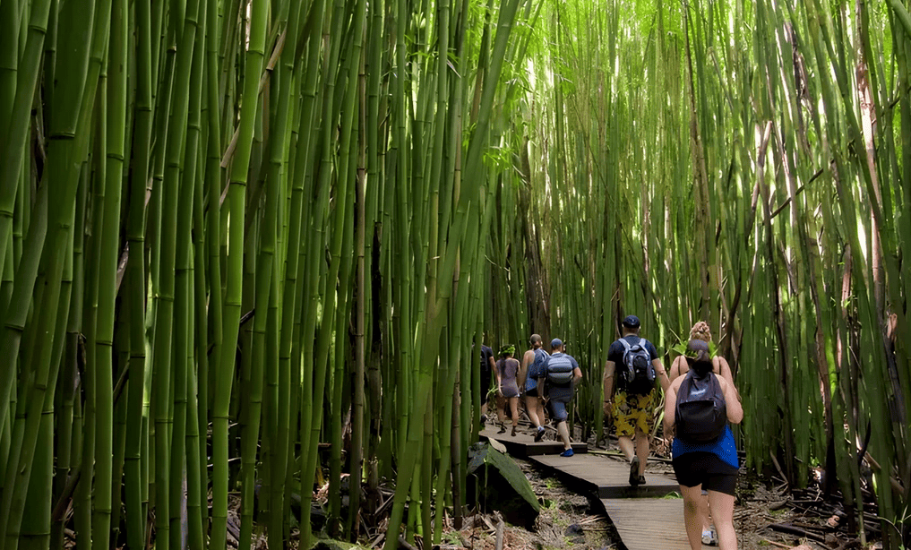 Maui Rainforest