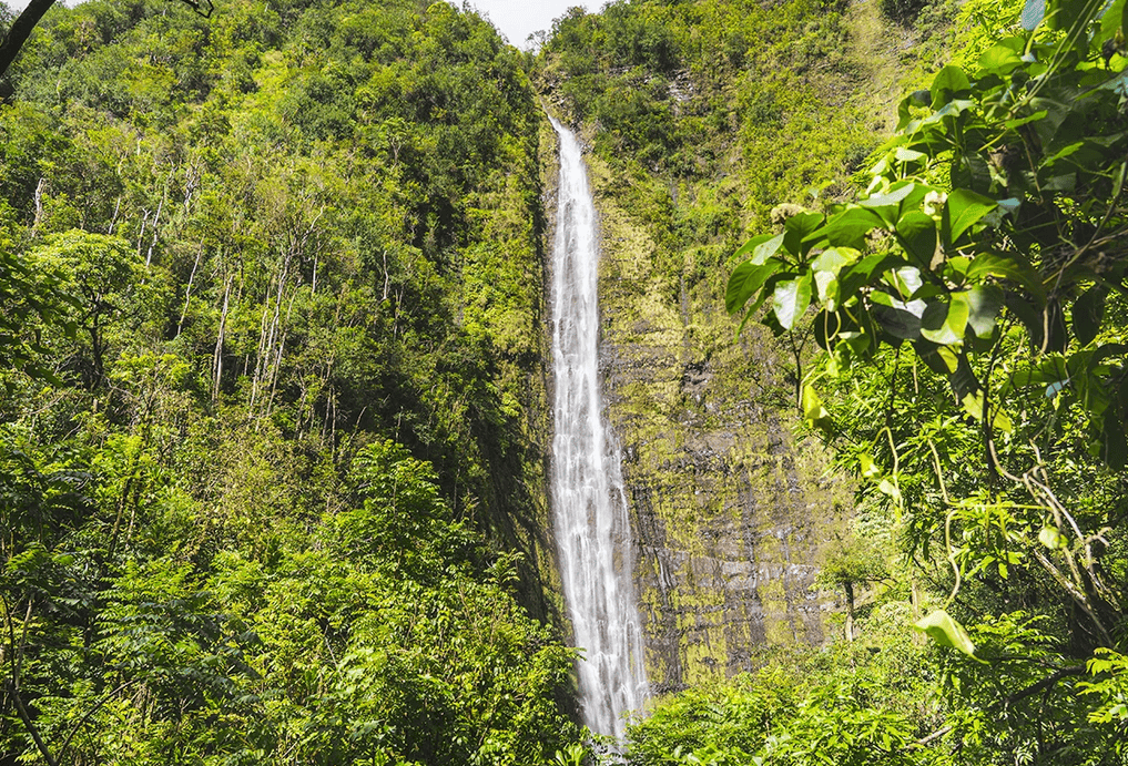 Rainforest Waterfall