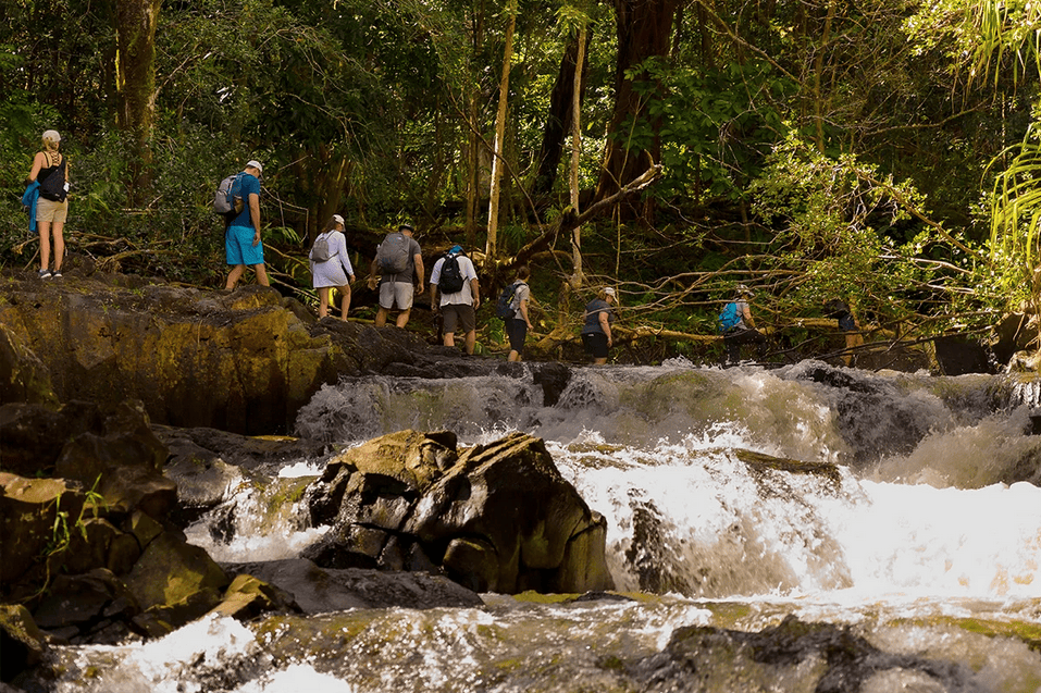 Maui Waterfall & Rainforest Hiking Adventure