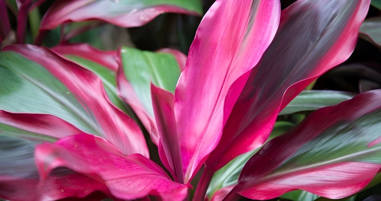Tropical Flora