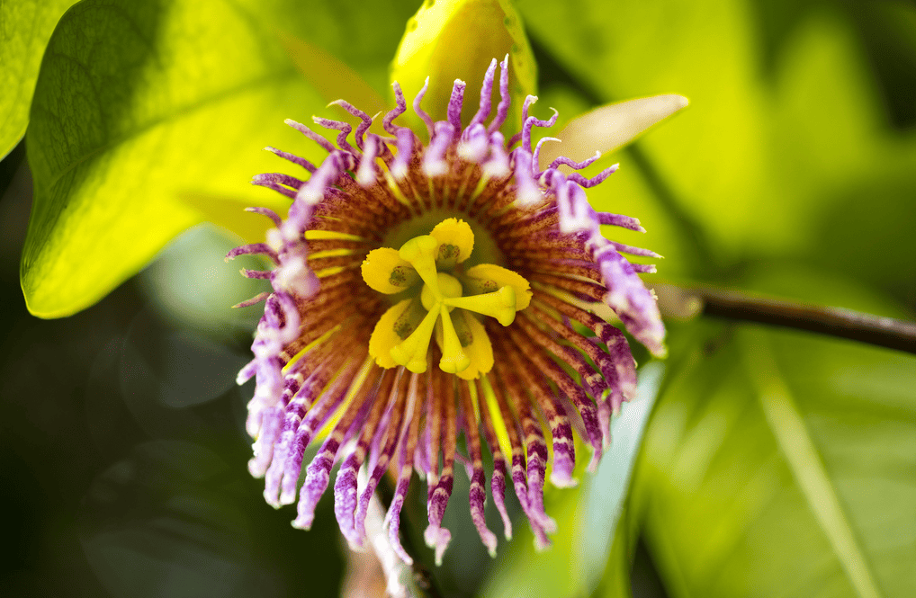 Tropical Vegetation