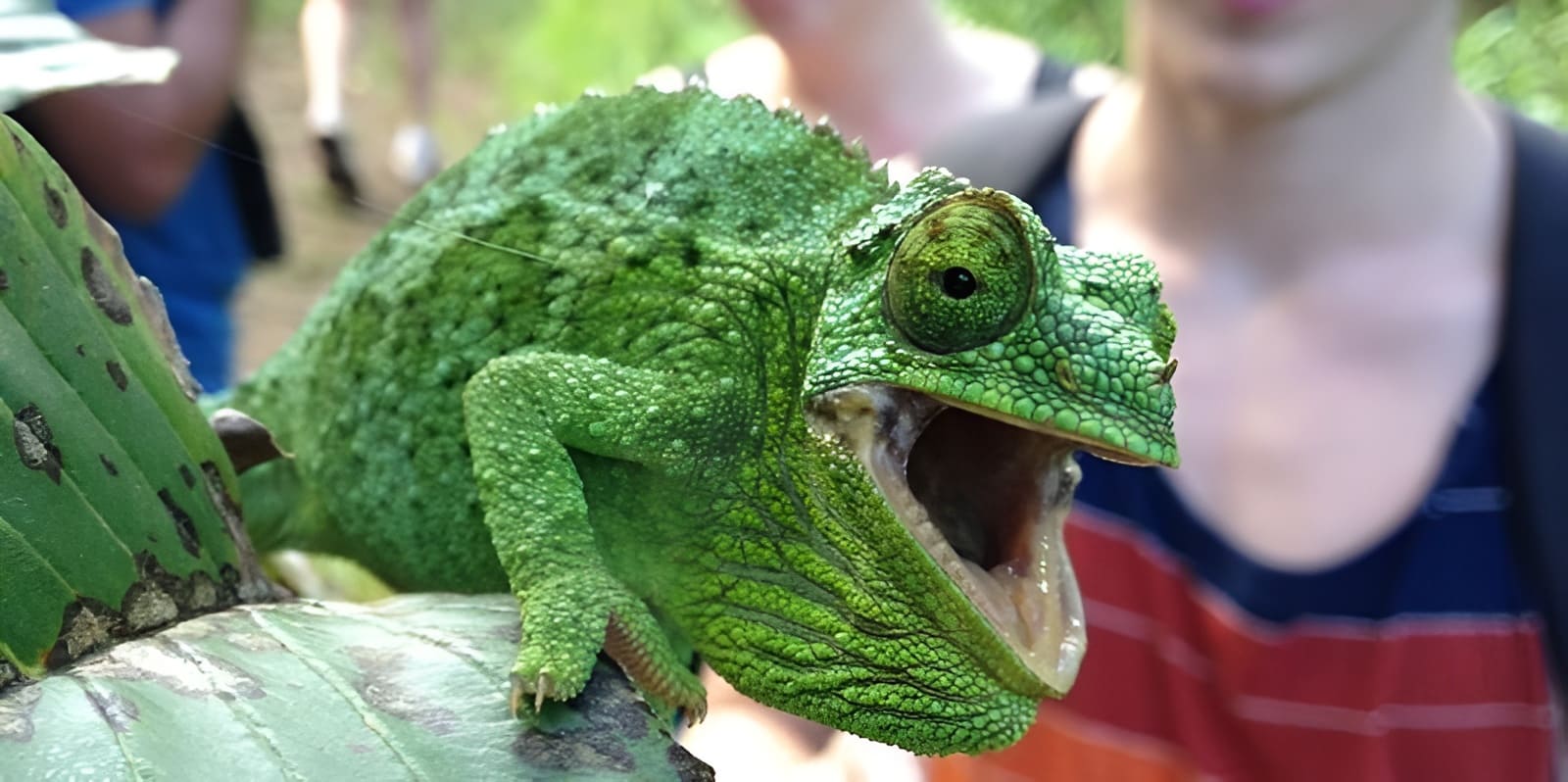 Rainforest Fauna