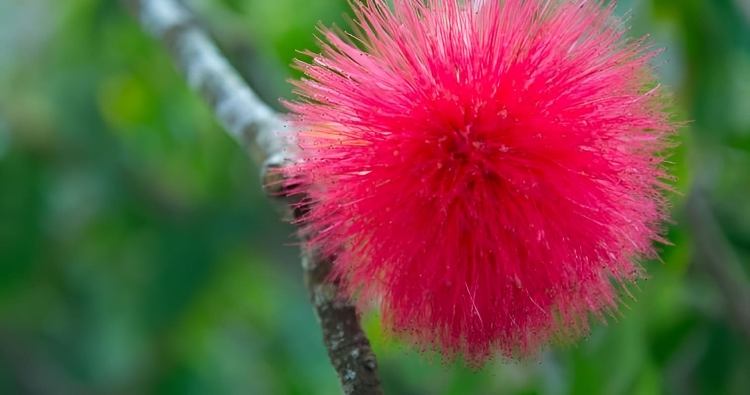 Tropical Vegetation