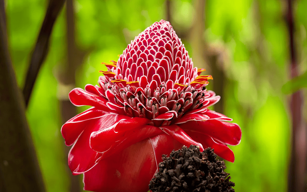 Tropical Vegetation