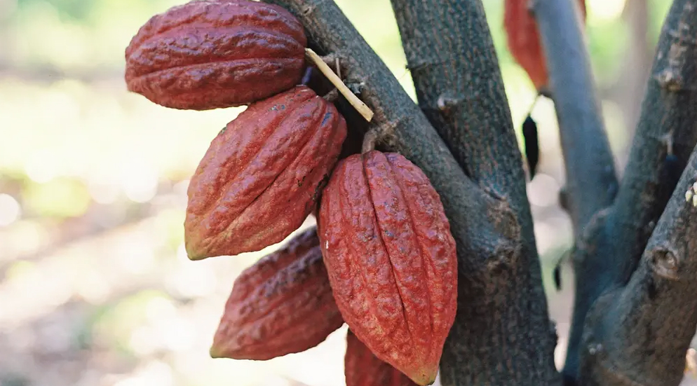 Cacao Beans