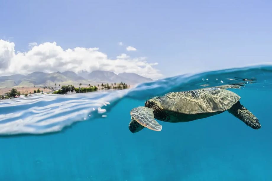 Green Sea Turtle