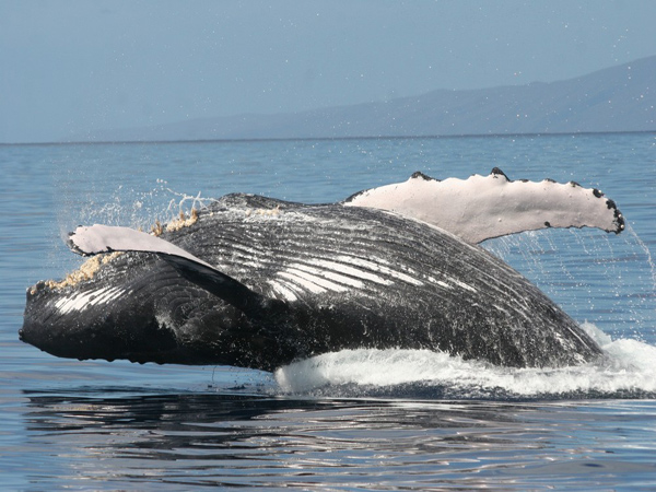 Maui whale watching experience – close-up humpback whale spout and fin near the boat