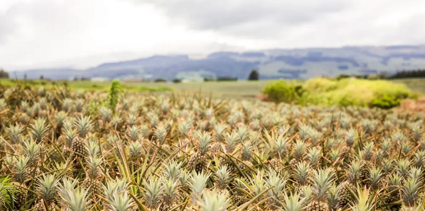 Learn about Pineapple Agriculture
