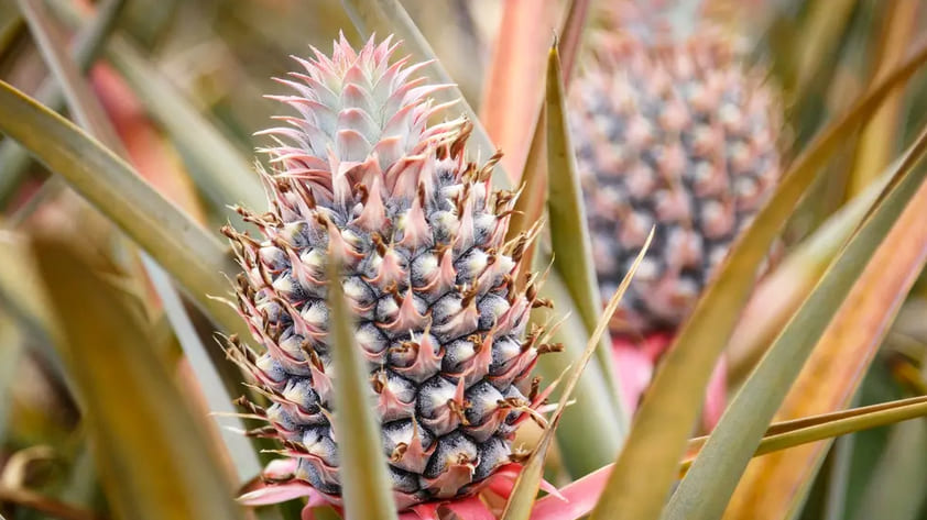 Maui Gold Pineapple