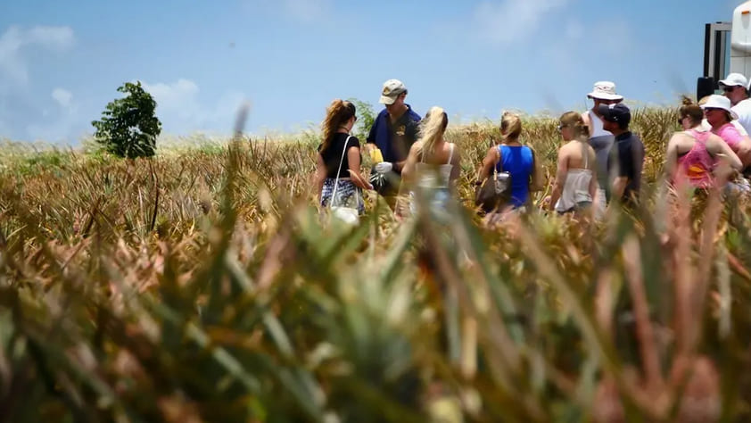 Maui Pineapple Tour