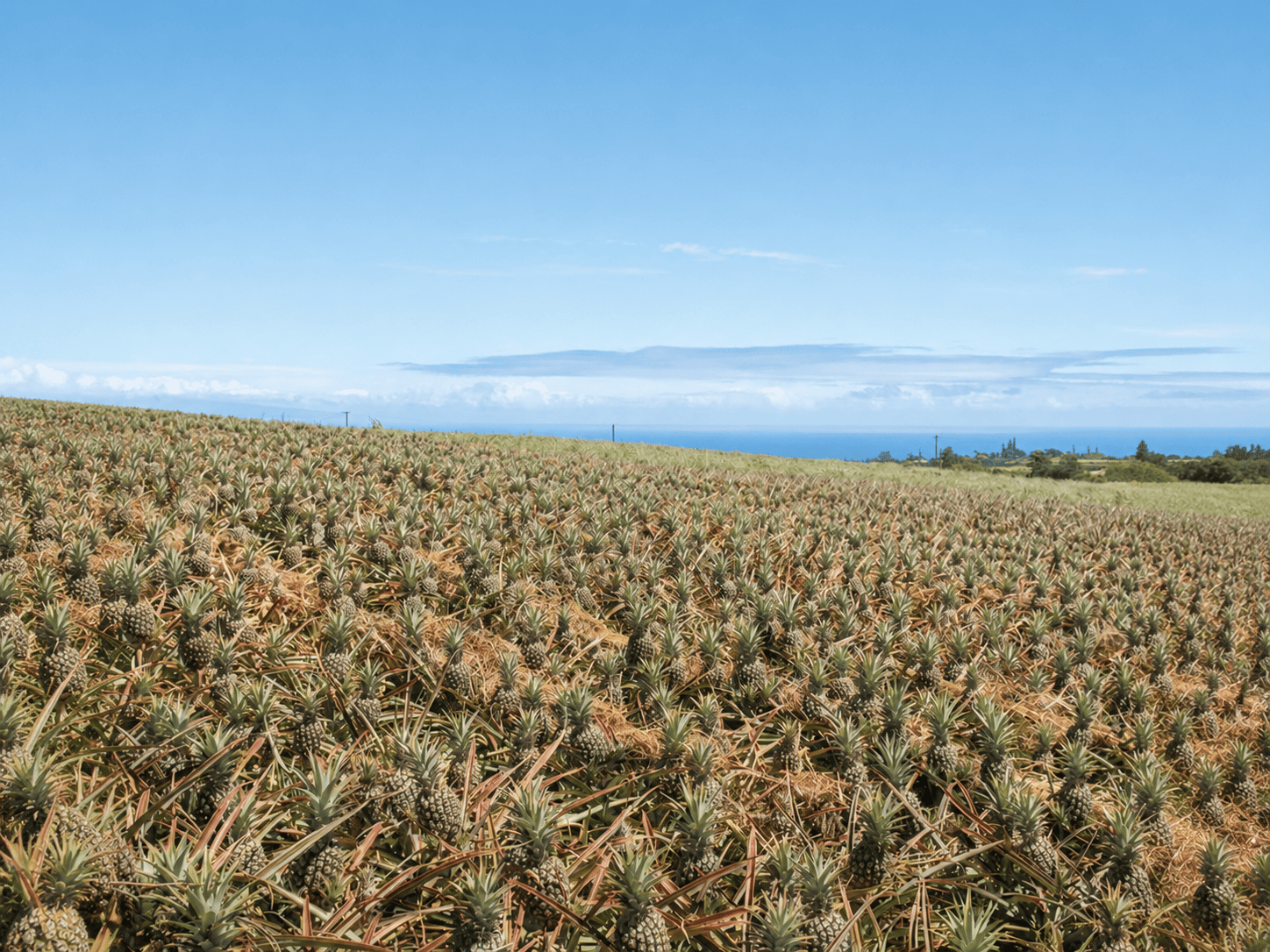 Maui Pineapple Tour(1)