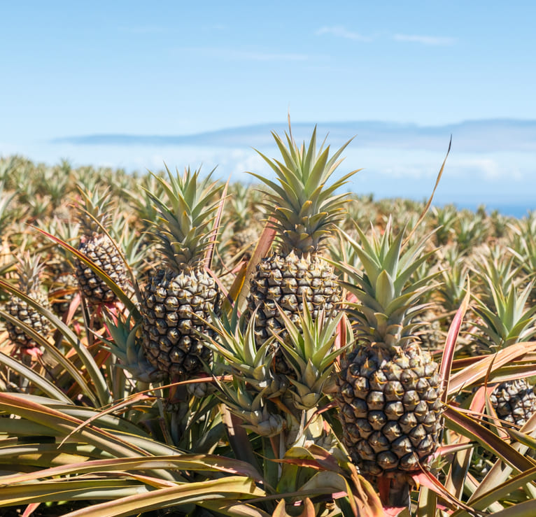 Pineapple Field
