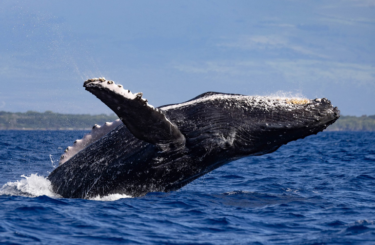Breaching humpback whale off Maui captured mid-air during a Pacific Whale Foundation whale watching tour