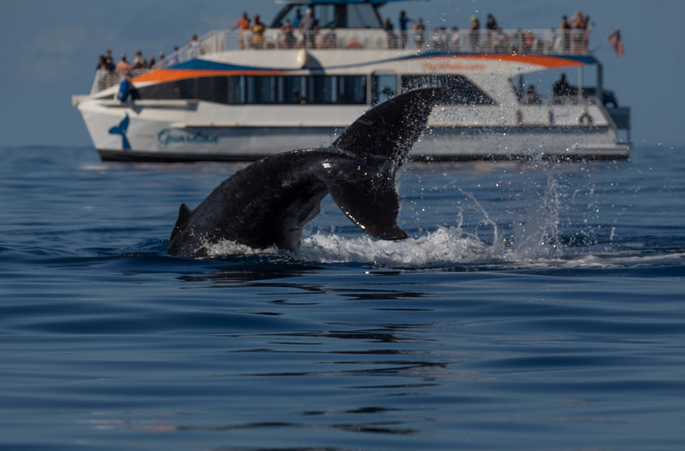Maui whale watch cruise with Pacific Whale Foundation