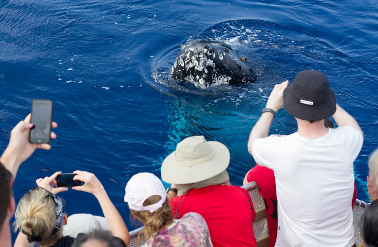 Maui Whale Watch Cruise