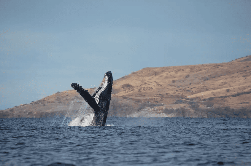 Maui Whale Watch Tour