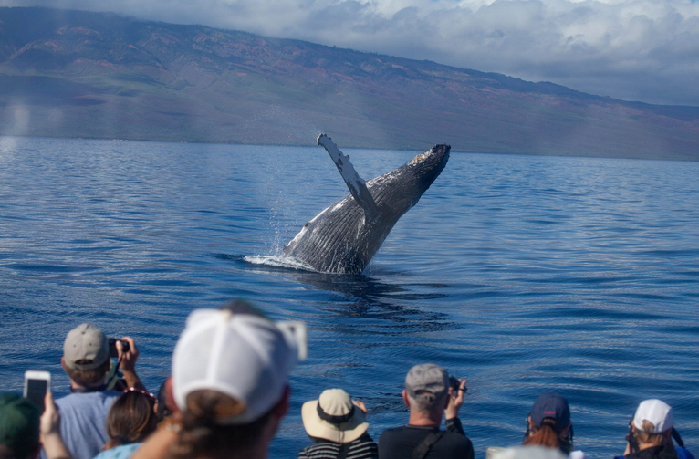 Maui Whale Watch