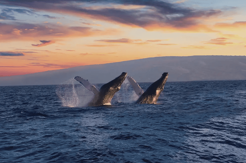 Pacific Humpback Whales