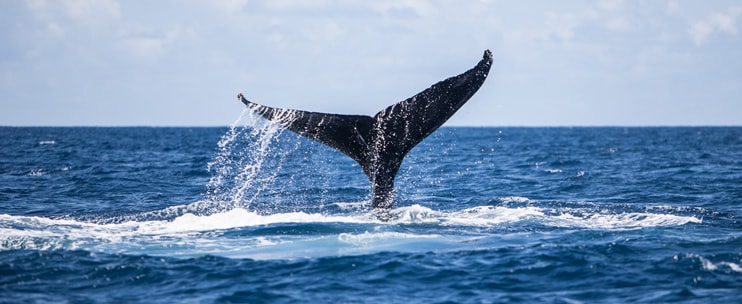 Pacific Whale Foundation whale watch cruise on Maui with spacious vessels and prime viewing of humpback whales