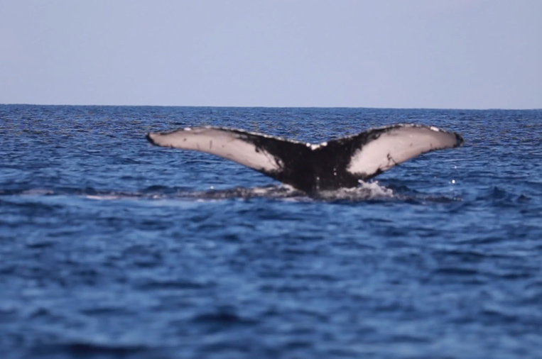 Maui Whale Watch