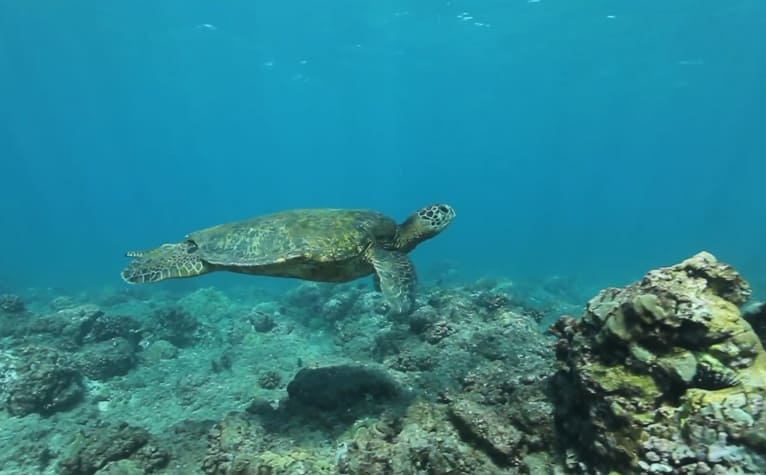 Green Sea Turtle