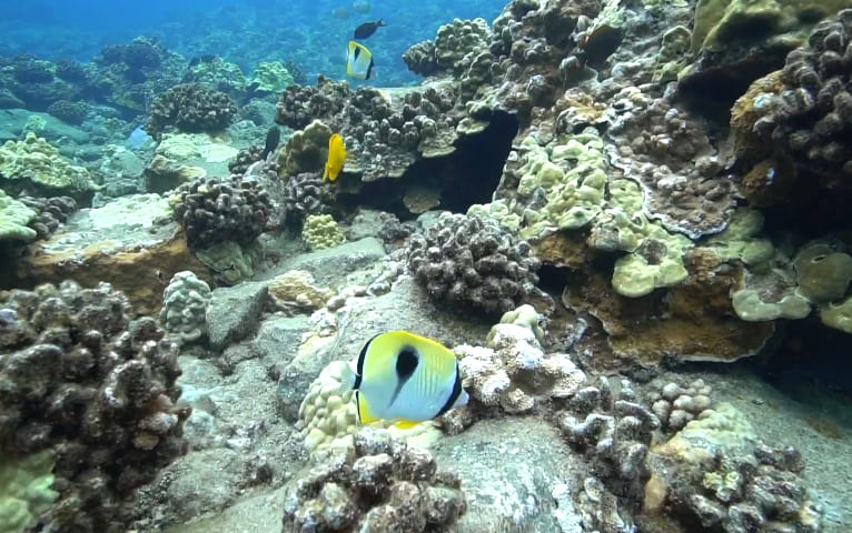 Maui Underwater World