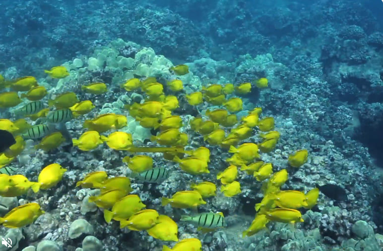 Tropical Fish