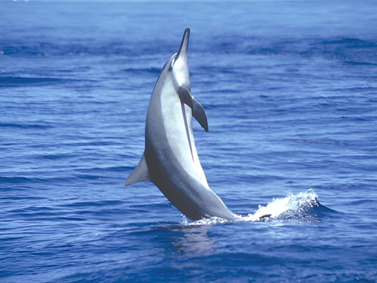 Dolphin Watch