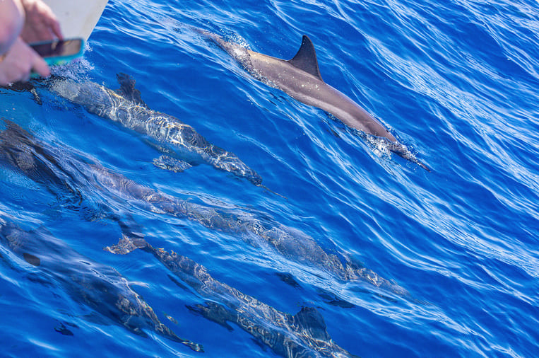 Dolphin Watch