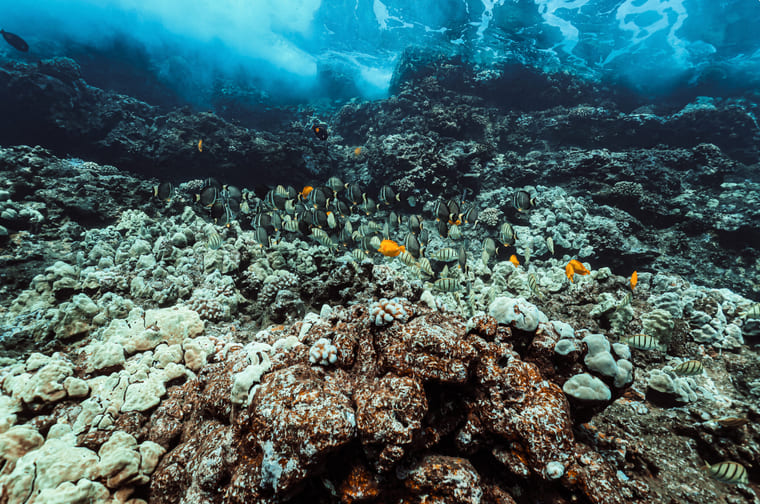 Lanai Underwater World