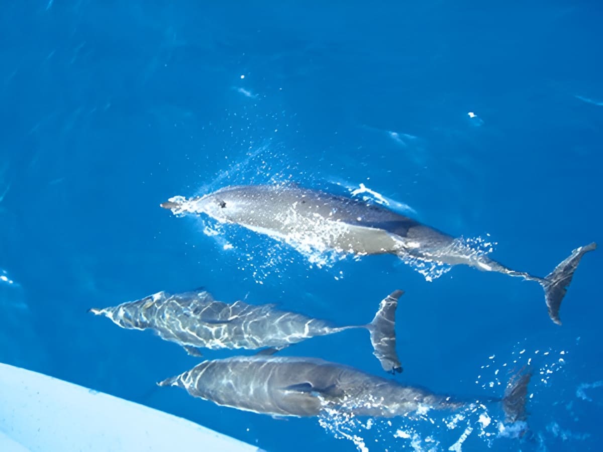 Spotting Dolphins