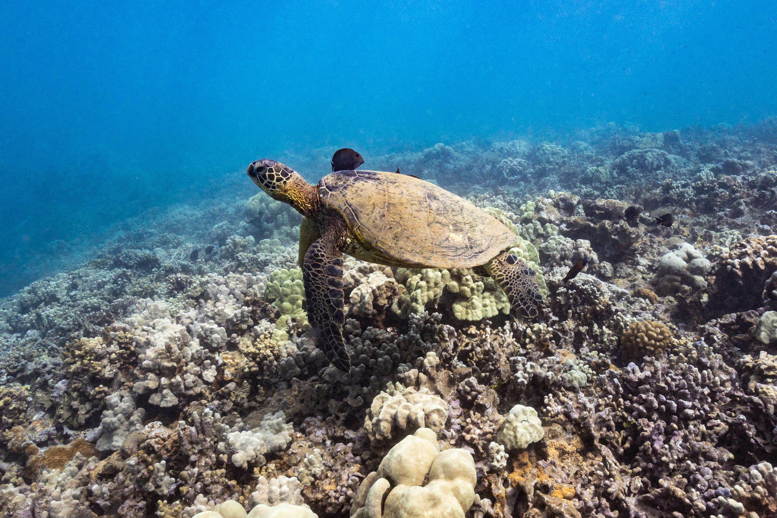 Maui Honu