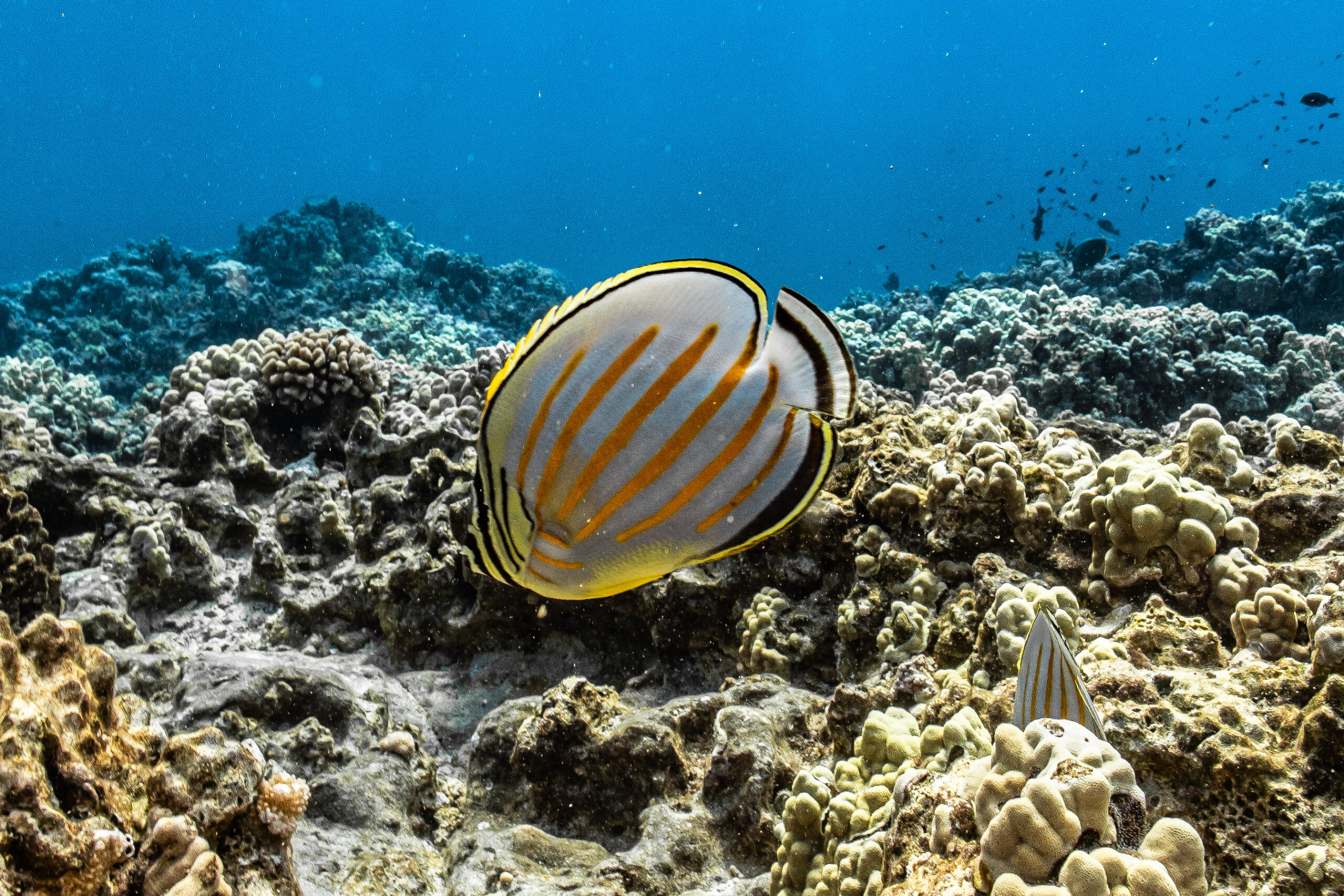Maui Snorkel Tour
