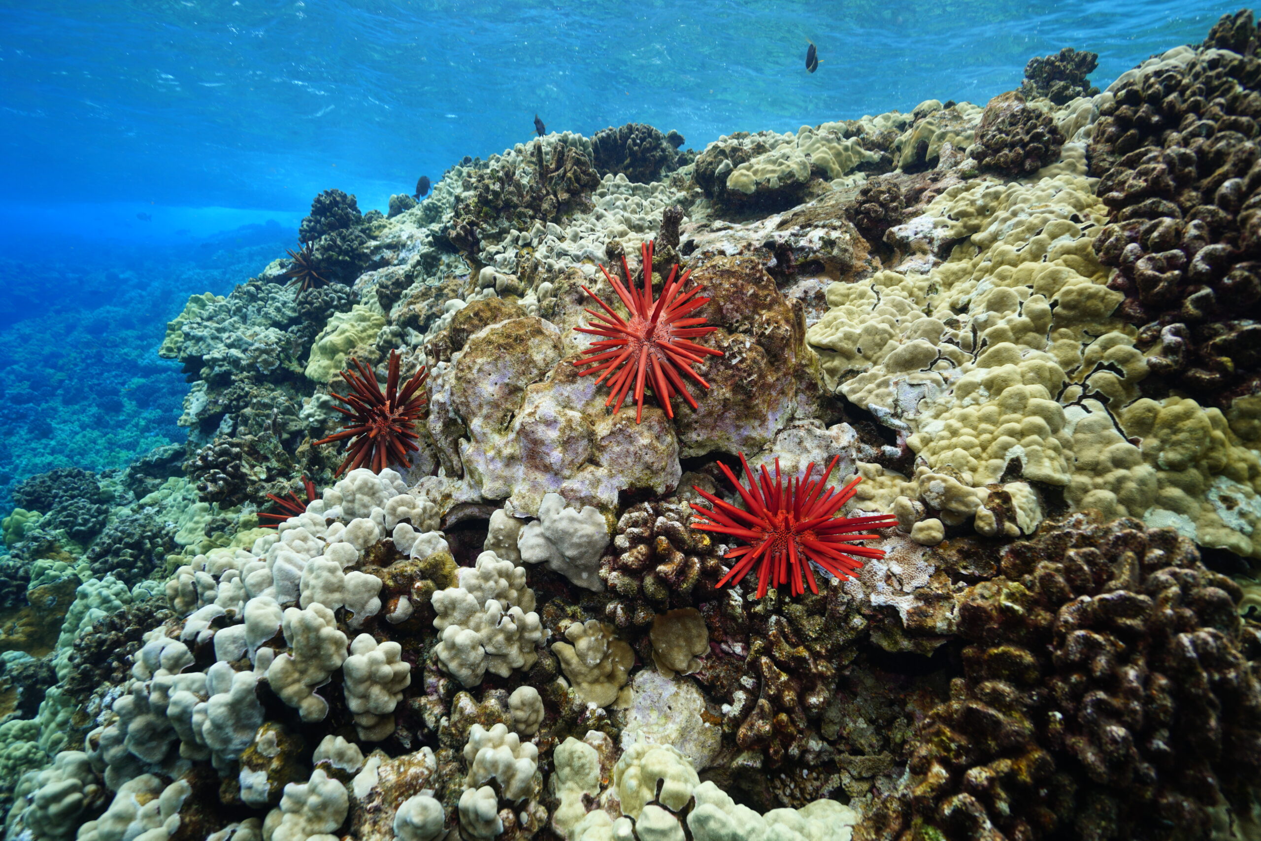 Maui Underwater World