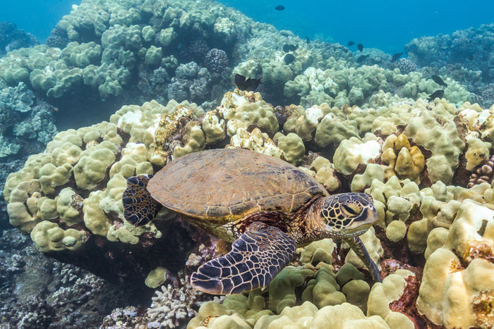 Green Sea Turtle