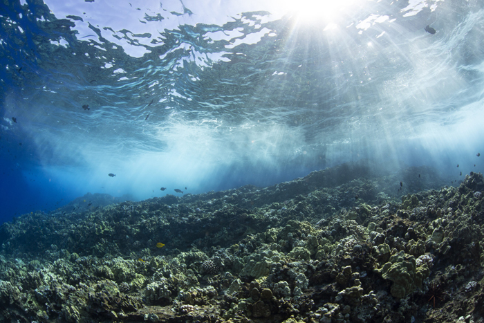 Maui Underwater World
